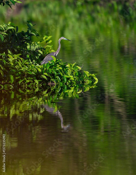 Obraz great blue heron