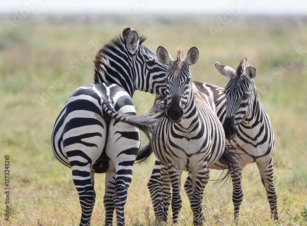 Obraz Zebras