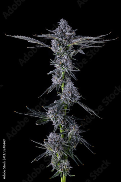 Obraz Full Cannabis Branch