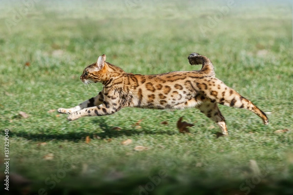 Obraz Bengal Cat running