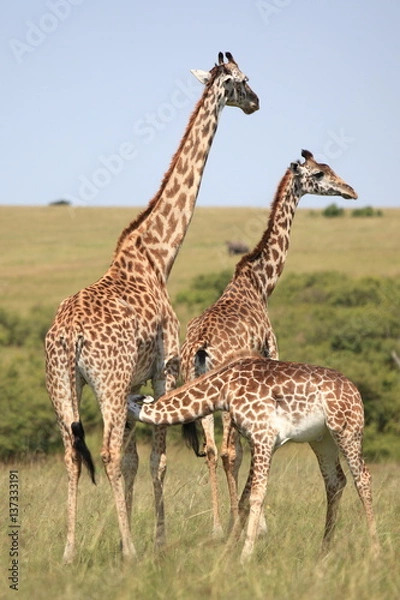 Fototapeta Jiraffe family