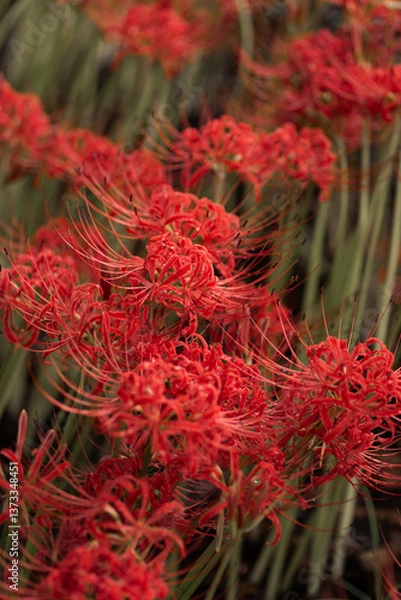 Fototapeta 雨上がりの彼岸花の群生