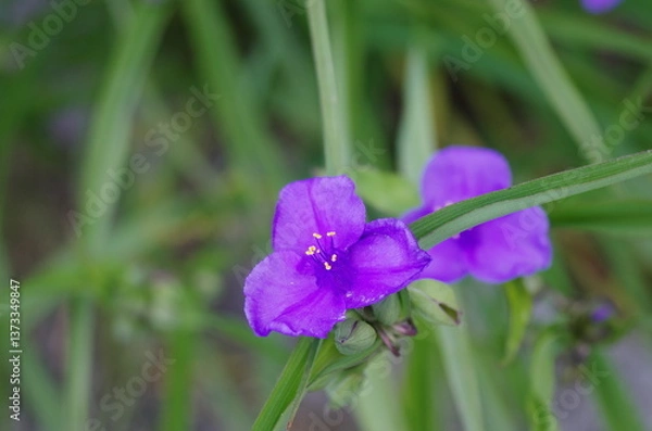 Fototapeta ムラサキツユクサの花