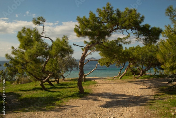 Obraz View of the coast of Aegina island, Greece.