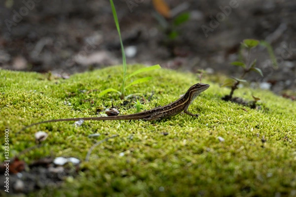 Obraz lagartija observando