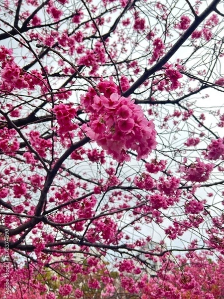 Obraz Japanese cherry blossom