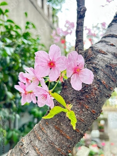 Obraz Japanese cherry blossom