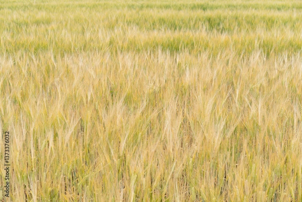 Fototapeta 初夏の麦畑