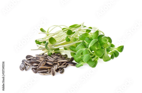 Fototapeta Sunflower sprouts and seeds on white background