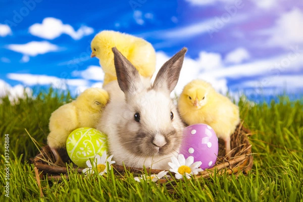 Obraz Easter chicken and rabbit in the spring time