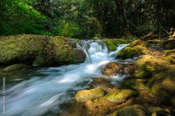 Obraz Streamlet in the forest