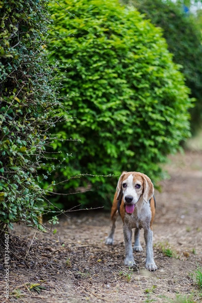 Fototapeta Happy Beagle Dog by Vibrant Green and Dense Foliage in a Natural Setting