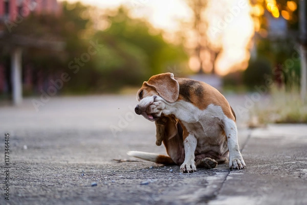 Fototapeta Beagle Dog Scratching Itself on Sunny Pavement During Golden Hour