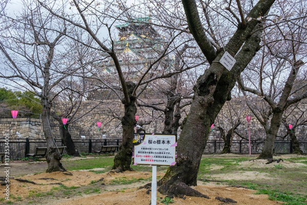 Fototapeta 大阪城西の丸庭園の桜開花標本木