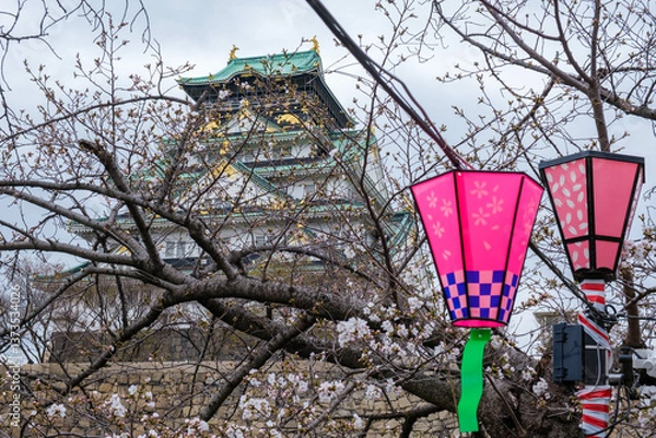 Fototapeta 大阪城西の丸庭園の桜開花標本木