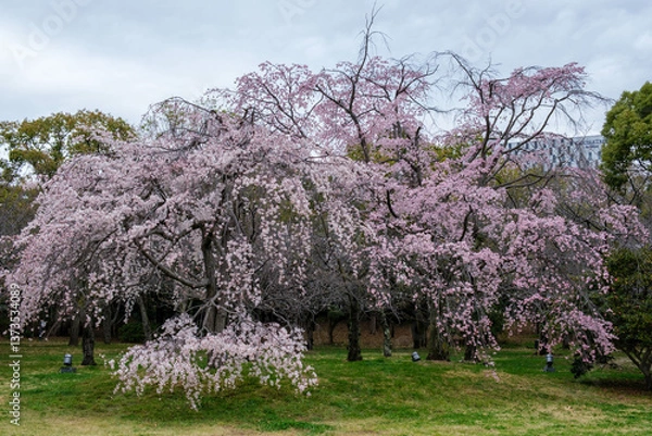Fototapeta 大阪城西の丸庭園、満開の枝垂れ桜が見事