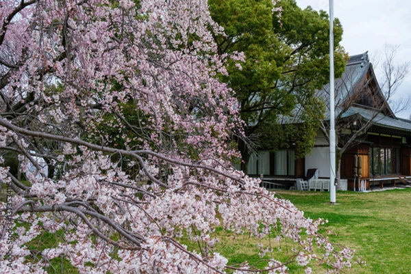 Fototapeta 大阪城西の丸庭園、満開の枝垂れ桜が見事