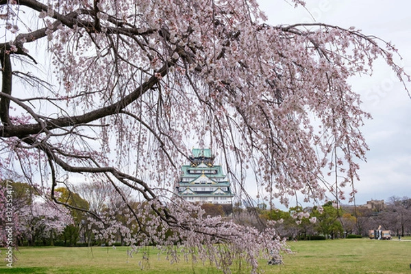 Fototapeta 大阪城西の丸庭園、満開の枝垂れ桜が見事
