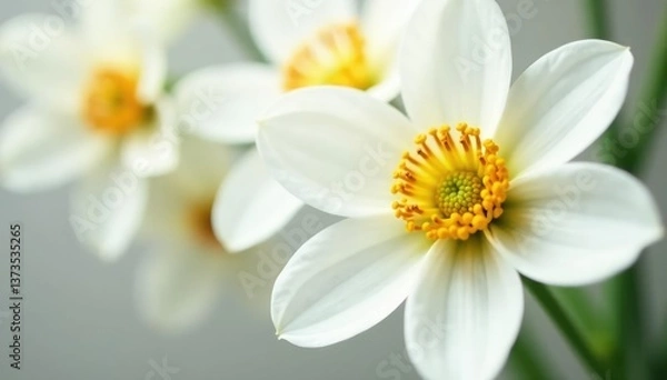 Fototapeta Close-up of pristine white petals on a flower , delicate, bloom, element