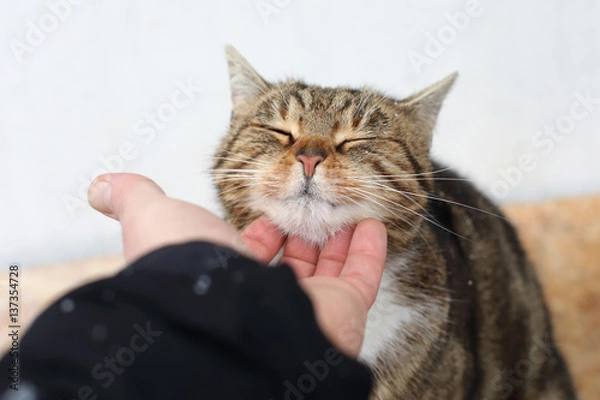 Obraz Happy cat is pleased with hand stroking
