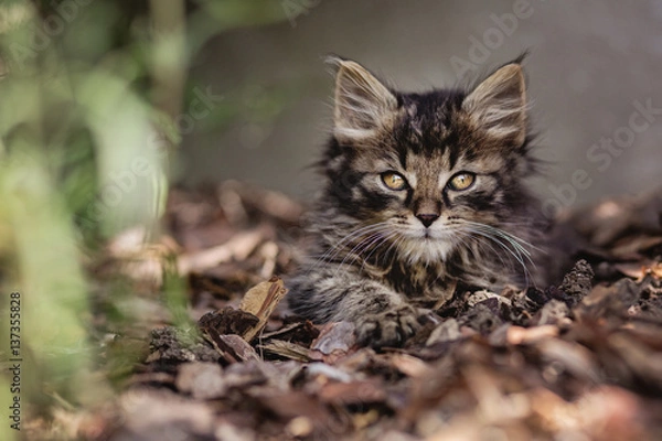 Obraz Cat in the garden