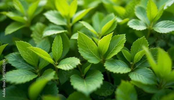 Obraz green leaves, creating a sense of nature and tranquility. The varying shades