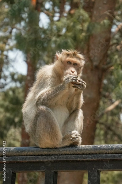 Fototapeta Monkey eating portrait