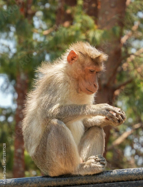 Obraz Monkey Eating Snacks