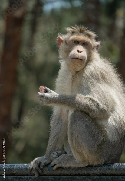 Obraz Monkey holding snack