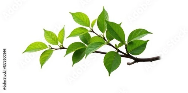 Obraz Single isolated tree branch on white background, nature, solitude, branches