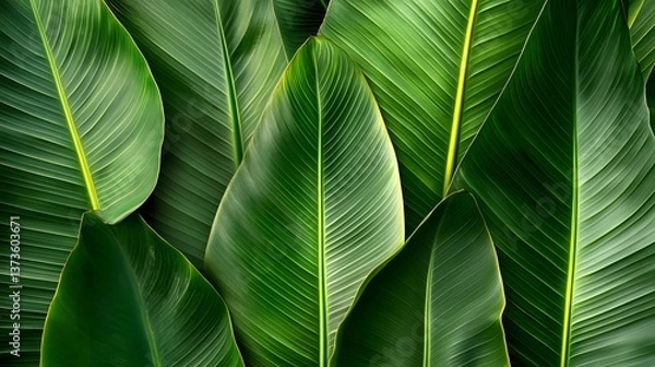 Fototapeta Professional Banana Leaf Textures and Patterns for Design Projects