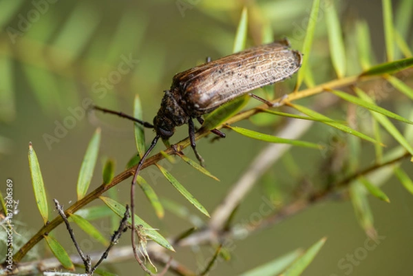 Fototapeta Huhu beetle on tree twig. The huhu is a large, longhorn beetle that is endemic to New Zealand. 