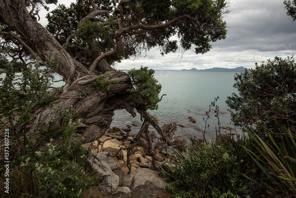 Fototapeta Large, old, gnarly pōhutukawa clinging to the cliff at Waipu Cove, Whangarei District, Northland Region, New Zealand. Hen Island, or Taranga, can be seen on the horizon. 