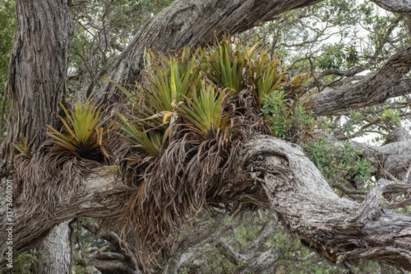 Fototapeta A large group of tank lilies, astelia hastata, (one flowering) growing on an old pōhutukawa tree. Mahurangi Regional Park, Auckland, New Zealand. Tank lilies are epiphytes native to New Zealand.