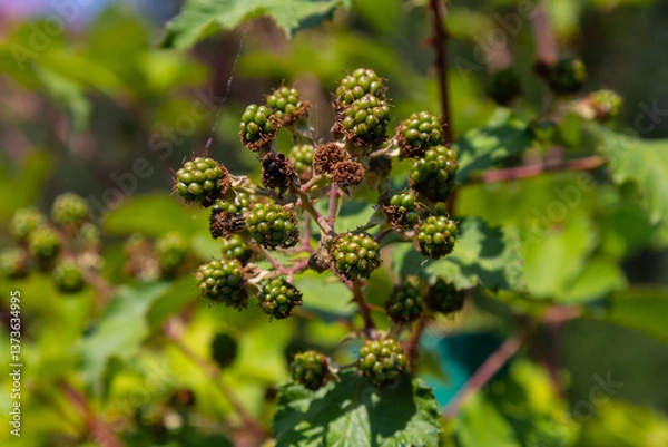 Obraz Unripe Blackberries closeup with a blurry green background