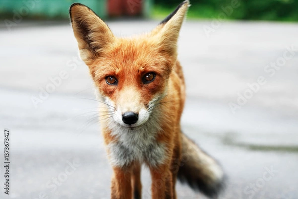 Obraz Nice Ginger Fox