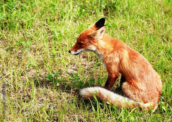 Obraz Nice Ginger Fox