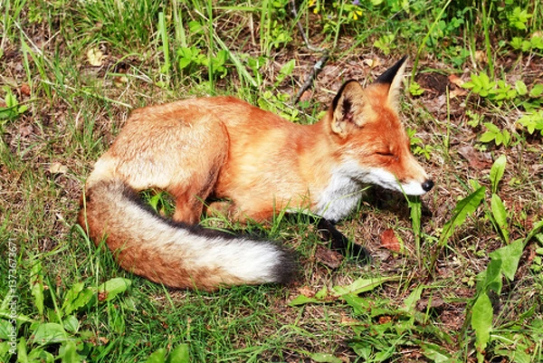 Obraz Nice Ginger Fox