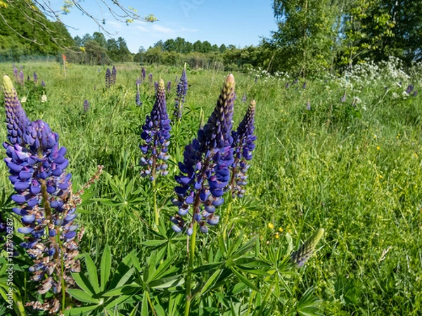 Fototapeta Close-up of the Blue-pod lupine (large-leaved, big-leaved or many-leaved lupine) (Lupinus polyphyllus) growing in a meadow in summer