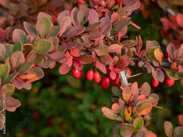 Fototapeta Orange and red leaves and red fruits of low-growing, deciduous shrub of Japanese barberry (Berberis thunbergii) 'Green Carpet' in autumn