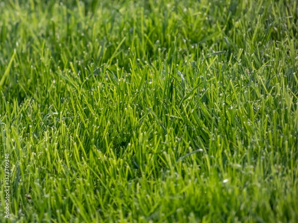 Fototapeta Close-up of a lawn with long, green grass in spring in bright sunlight