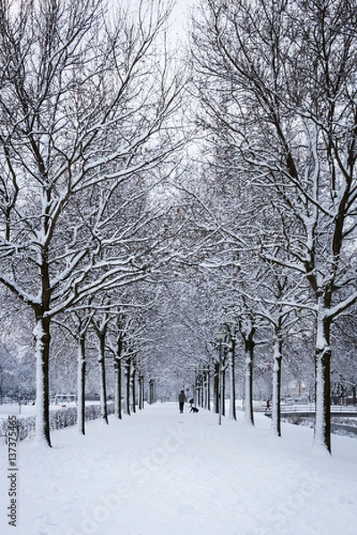 Obraz Avenue of trees in the winter.
Beautiful avenue of trees in a winter setting.
In the distance someone walks with his dog, enjoying a beautiful winter day.