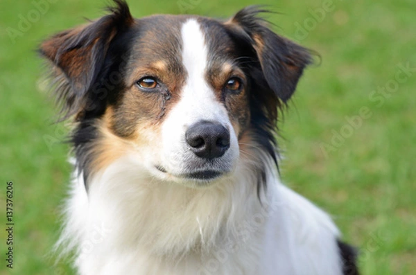 Obraz Kromfohrländer