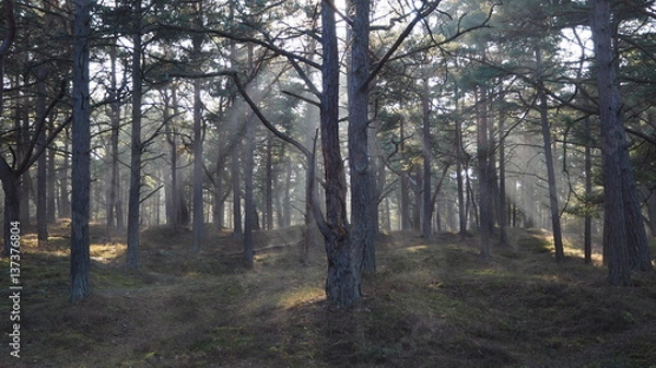 Obraz Wald im Nationalpark