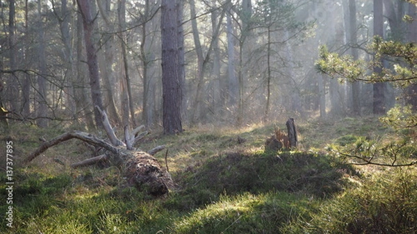 Obraz Nationalpark-5