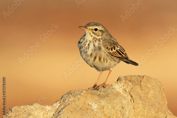Obraz Berthelot's pipit (Anthus berthelotii), with a beautiful orange coloured background. Colourful songbird with yellow feathers sitting on the rock in desert. Wildlife scene from nature, Tenerife, Spain