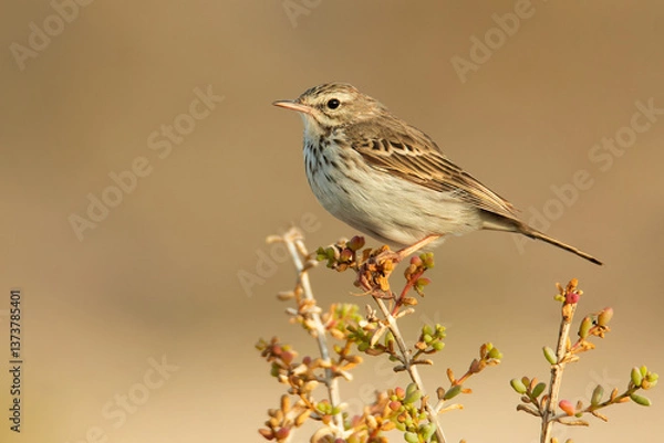 Fototapeta Berthelot's pipit (Anthus berthelotii), with a beautiful orange coloured background. Colourful songbird with yellow feathers sitting on the rock in desert. Wildlife scene from nature, Tenerife, Spain