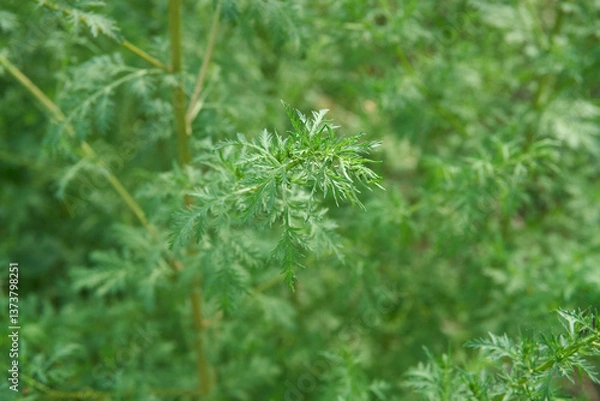 Obraz Artemisia annua plant 