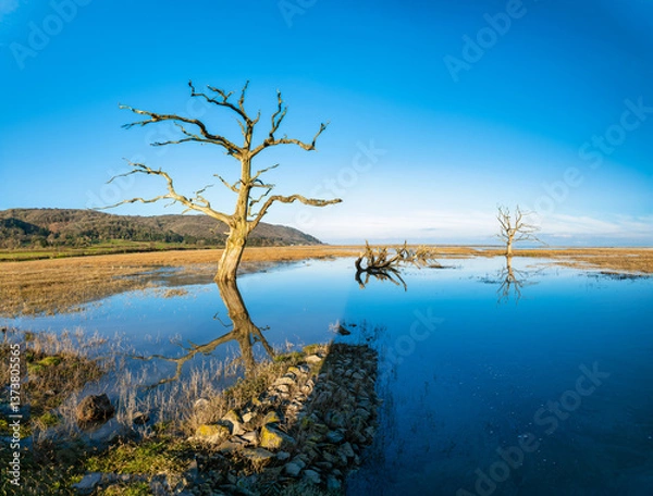 Obraz Petrified Tree.
