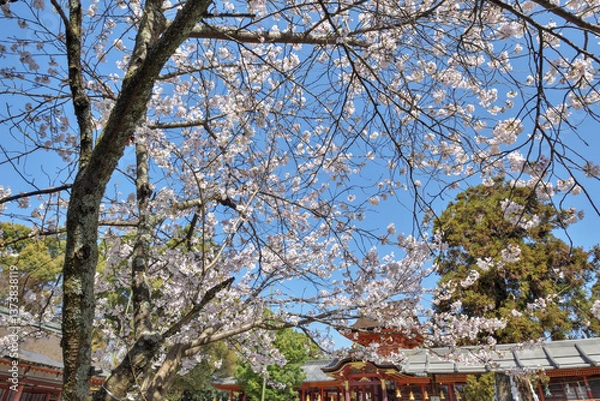 Obraz 岩清水八幡宮の桜